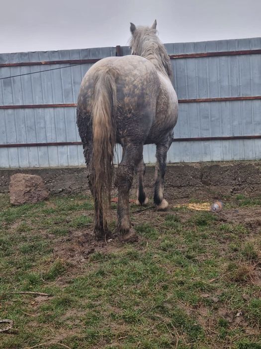 Iapa tânără de vânzare