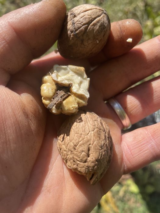 Nuci in coaja productie 2025