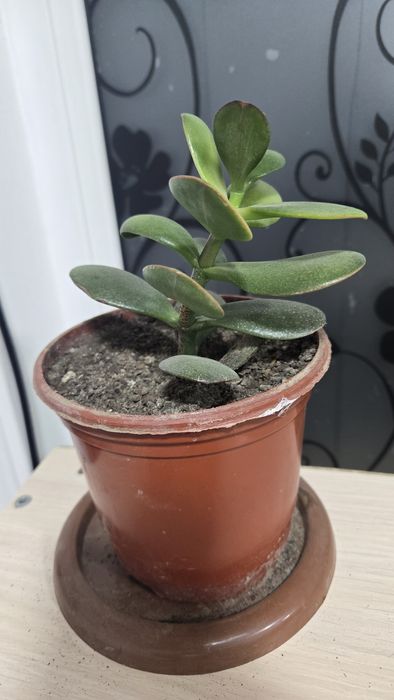 Комнатные растения, для офиса в премиальных горшках.