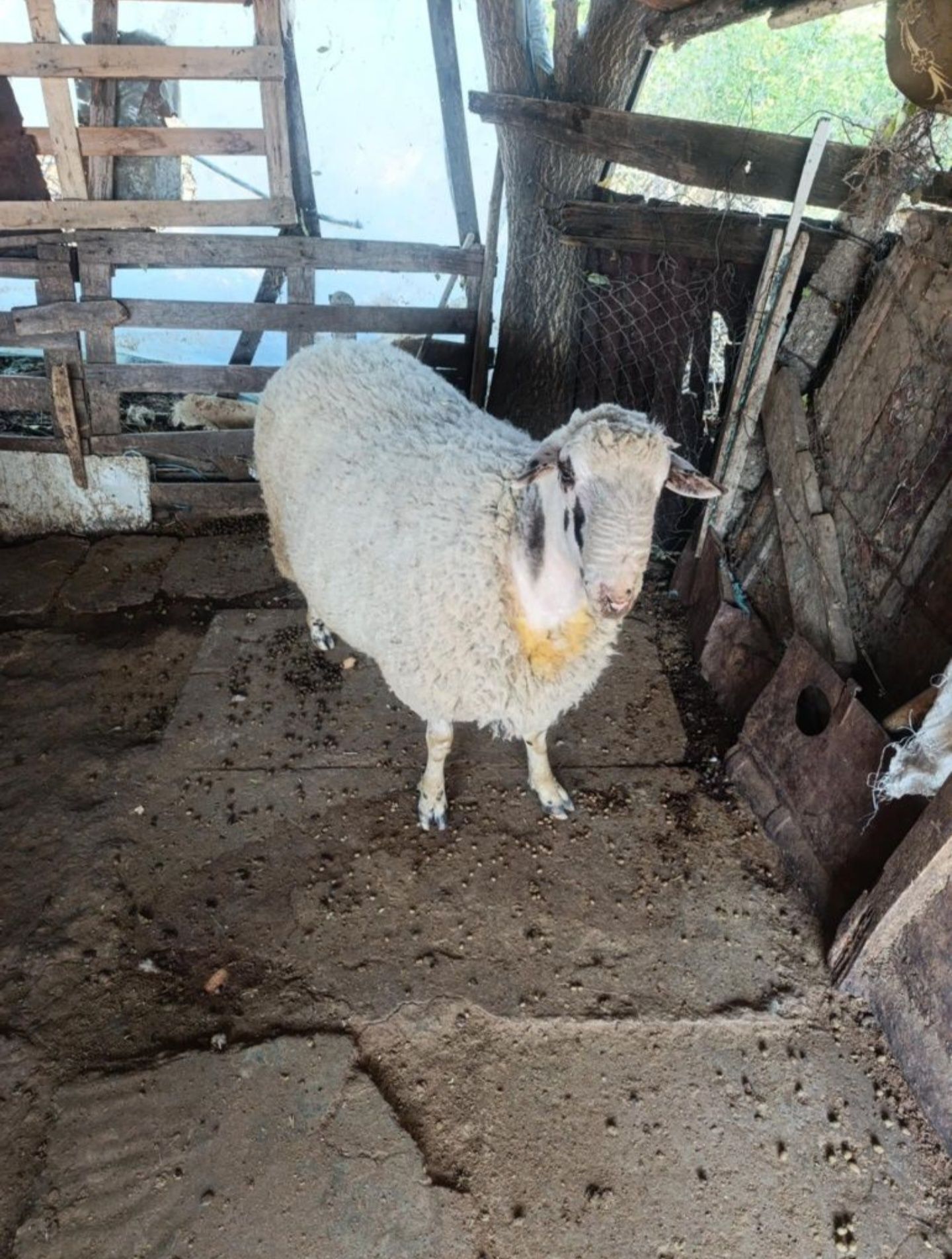 Продавам 1 коч и 3 овце