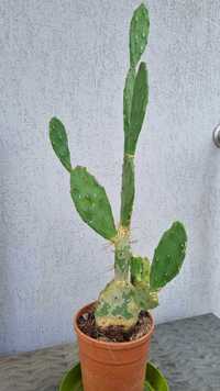Cactus Opuntia vulgaris / Cactus limba soacrei. Inaltime planta: 70 cm