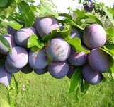 Vand prune tuica/masa