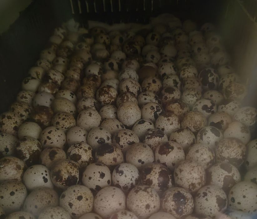 Продам инкубационные яйца