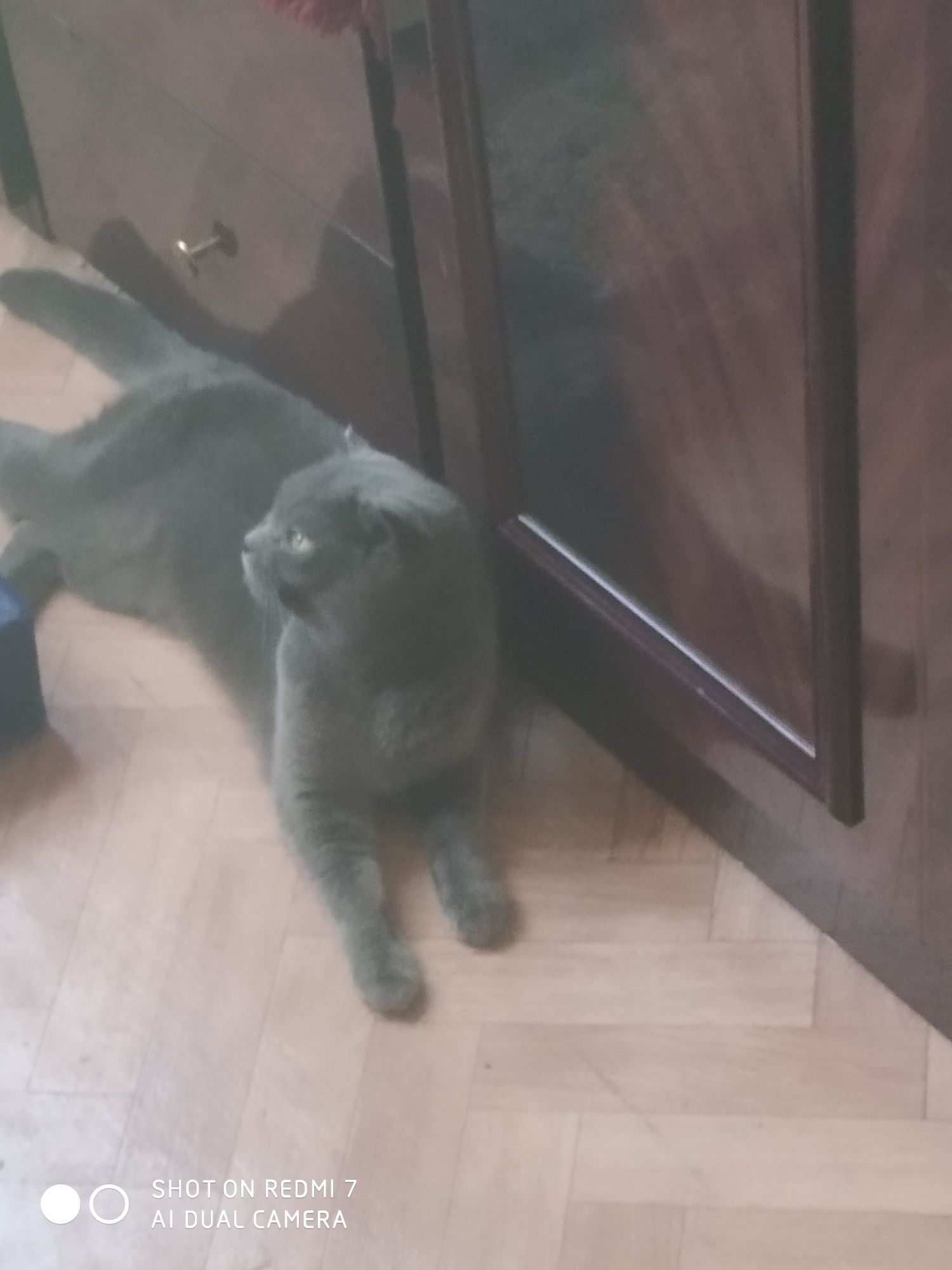 Кошка скотиш фолд