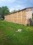 Porumb boabe (grăunțe)