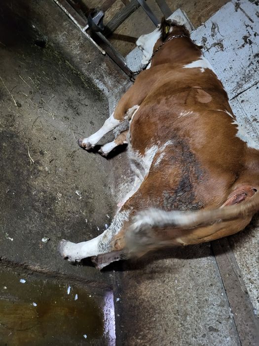 Vând vaca de abator