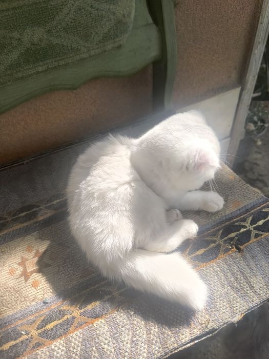Вислоухие котчта