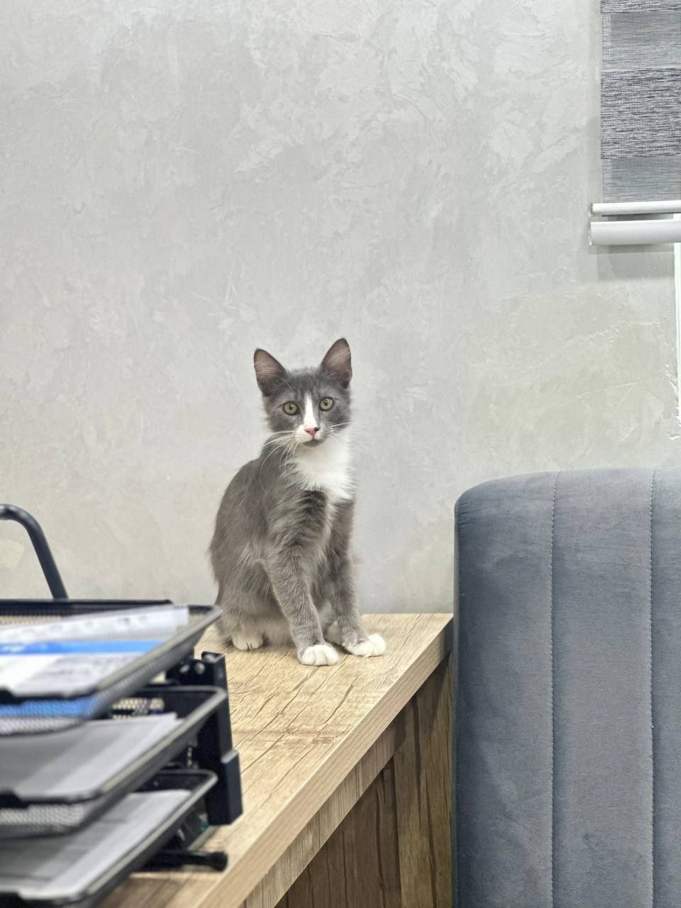 Котёнок мальчик красивый