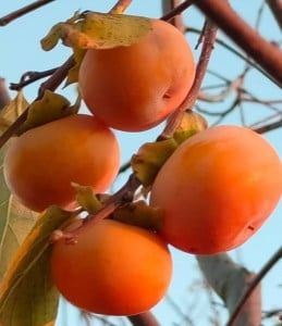Kaki ciocolatino
