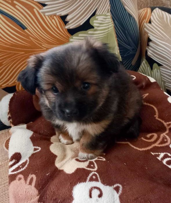 Donez catelus talie mica - 2 luni