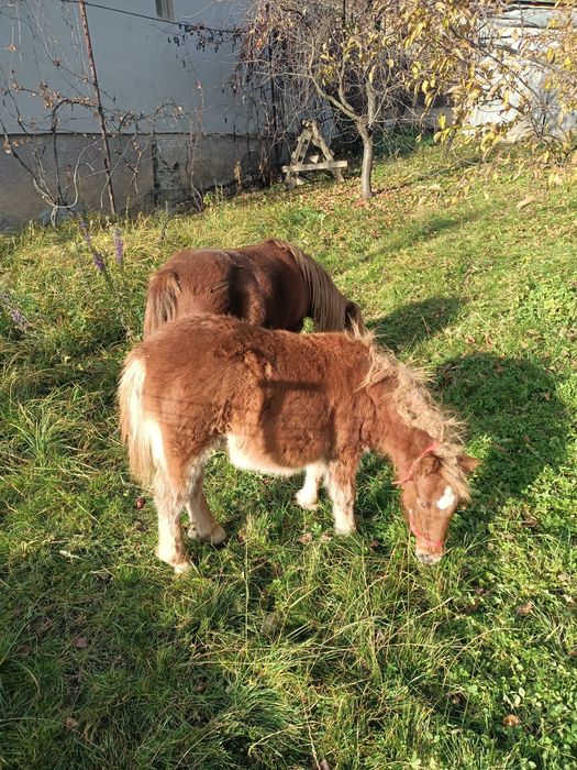 Vând poneită cu vârsta de 8 luni