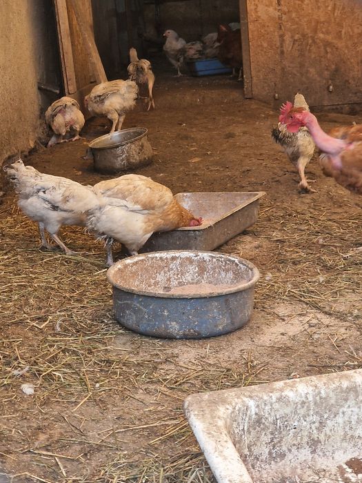 Rate de carne si ouă  de vânzare