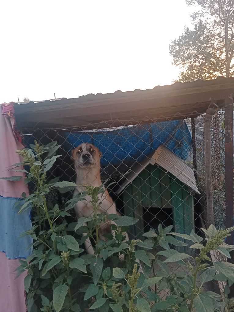 Алабай девочка 1 годик