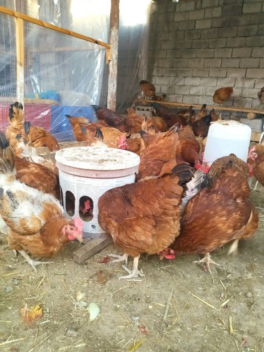 Хан Хяп жужалари, тухумлари сотувда