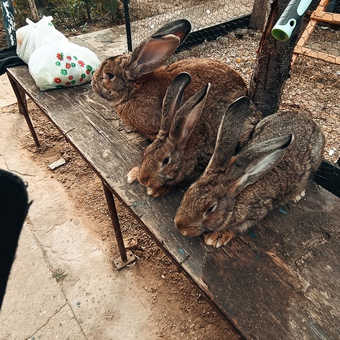 Iepuri uriaș gri german