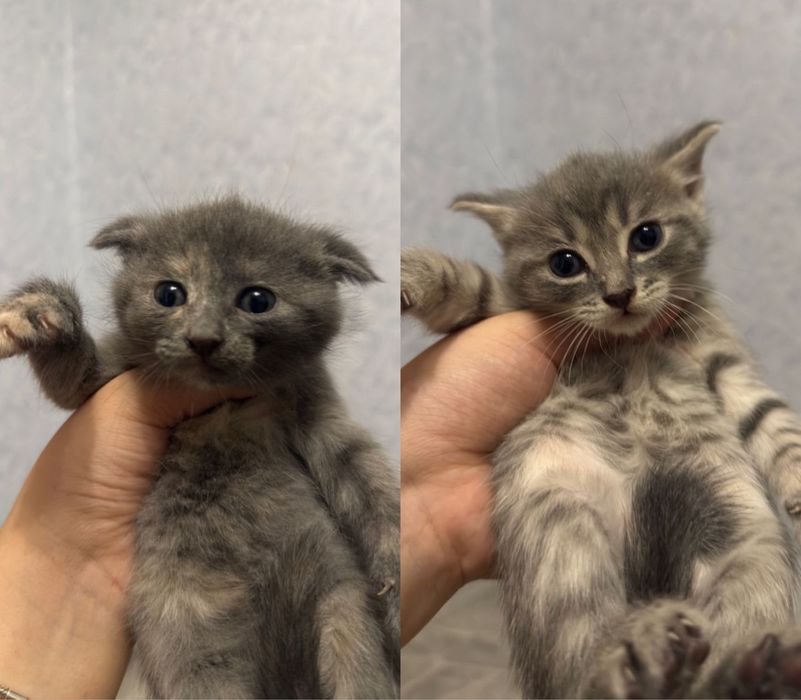 Отдам котят в добрые руки