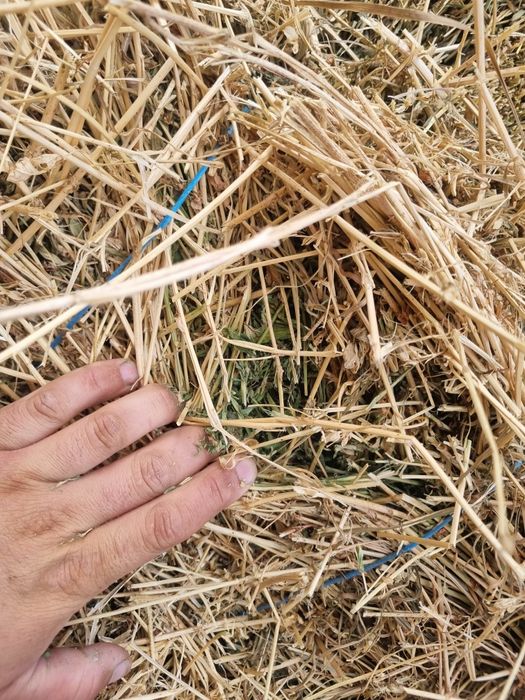 Baloți lucernă coasa a treia