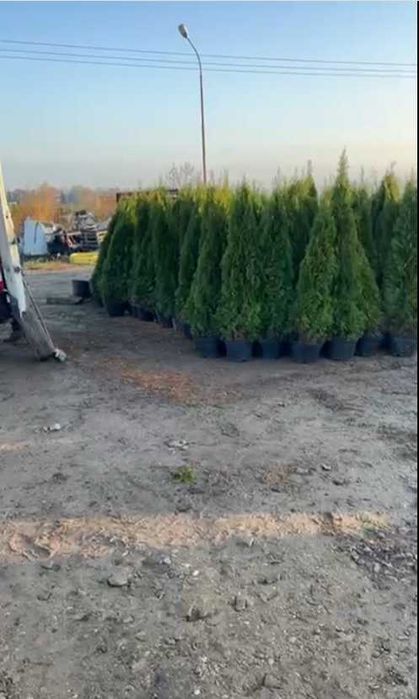 Tuia smaragd la ghiveci inaltime 180cm