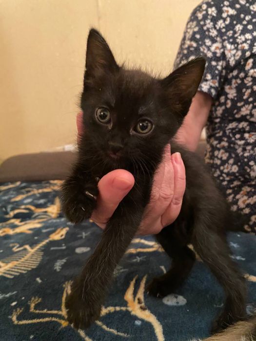 котенок в добрые руки