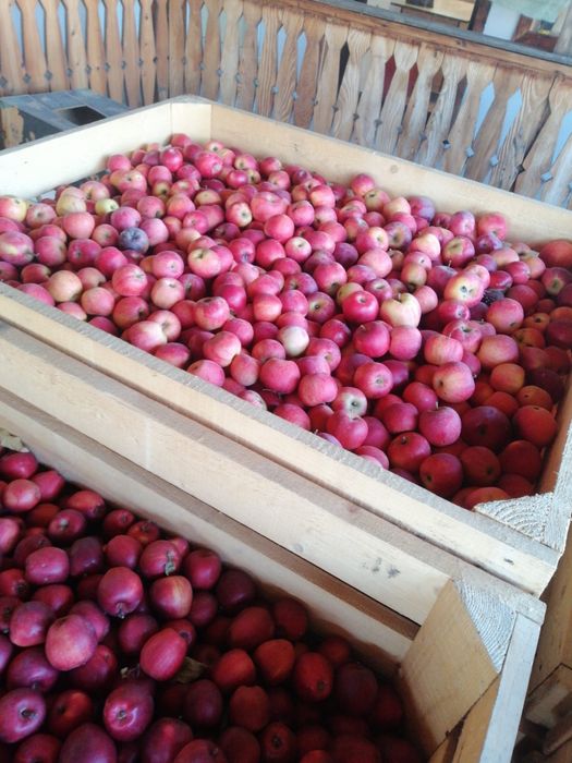 mere romanesti 3 lei