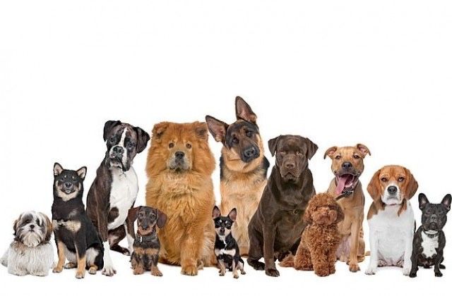 Разходка на кучета.