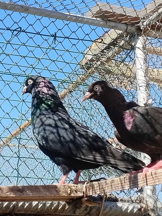 Пазарджишки гълъби