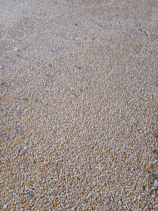 Porumb boabe recolta 2025