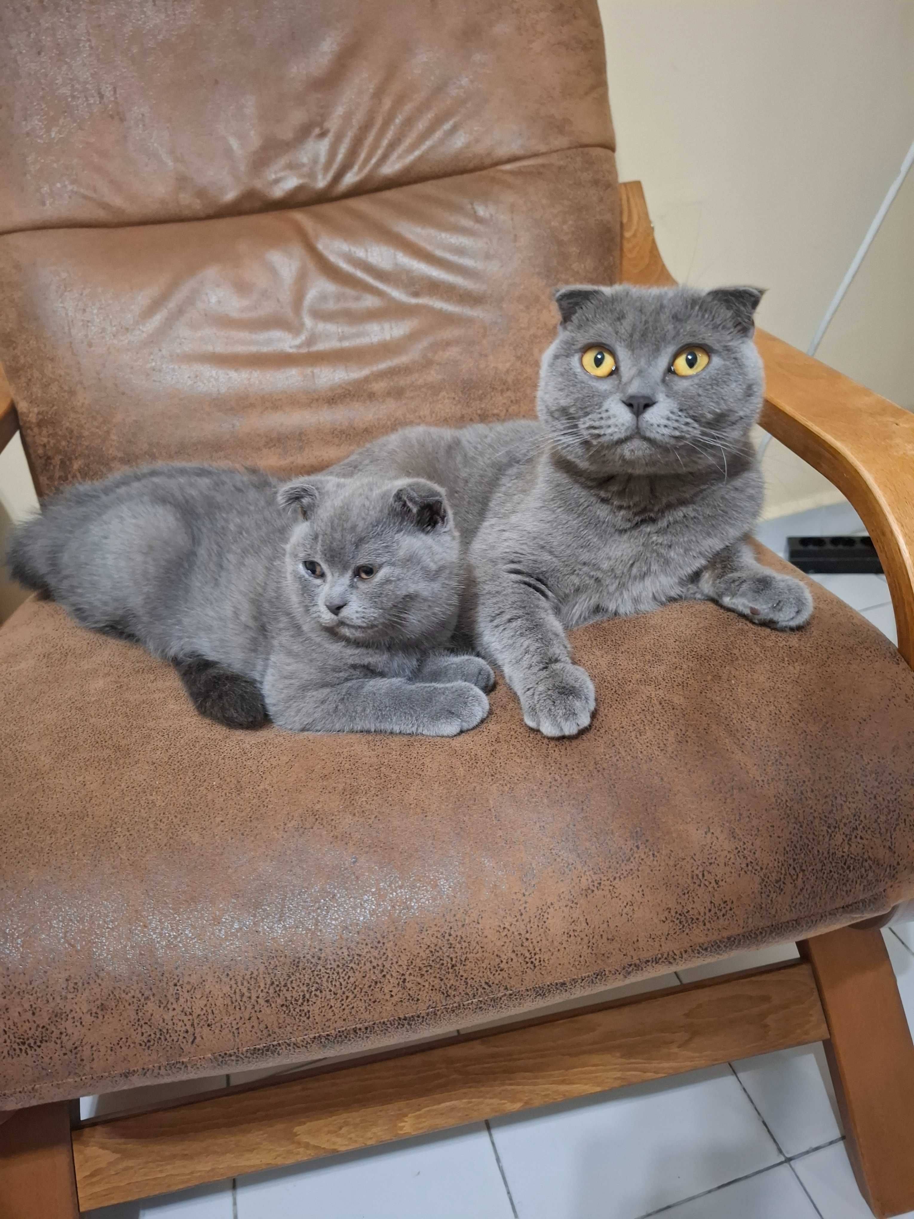 Шотладско клепоухо котенце, женско