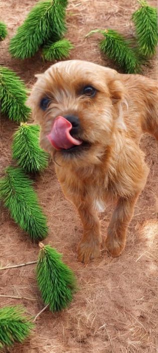 Yorki  Terrier  -Border.