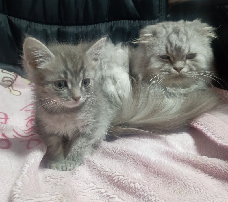 Котята метисы 2мес мальчики