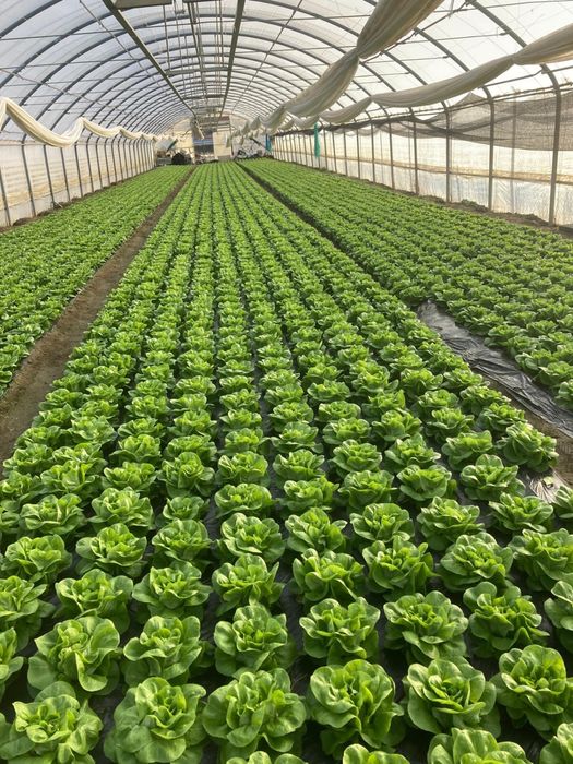 Salata verde de solar