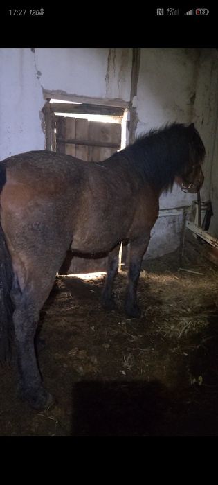 Семіз айғыр сатылады