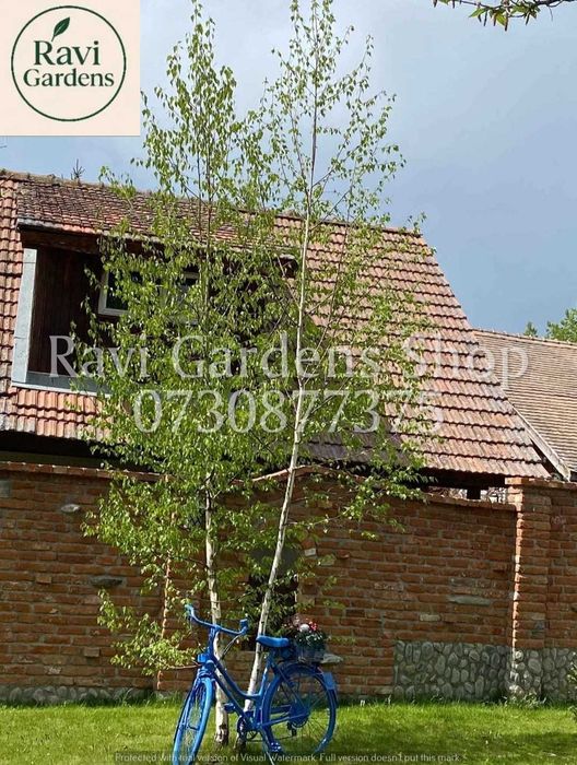 Arbori Foioși Sănătoși | Tei, Carpen | Livrare Personală & Drept Refuz