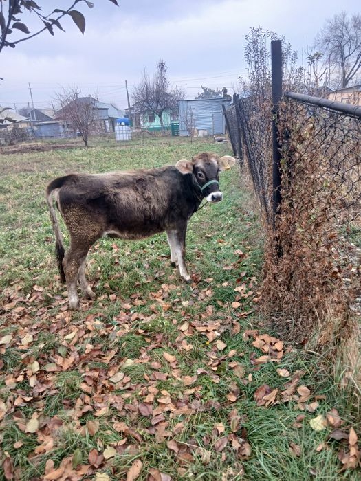 Продам телочку домашнюю 1 год 2 мес