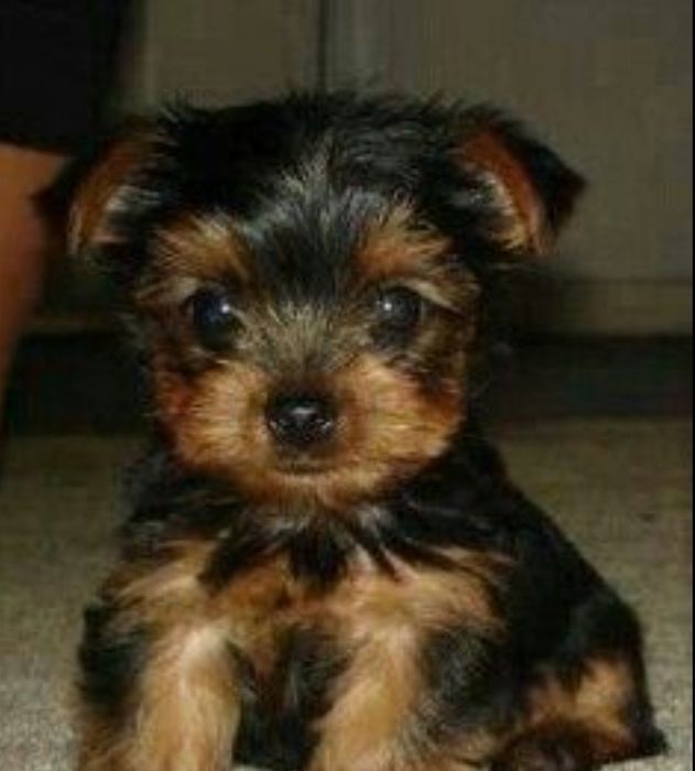 Yorkshire terrier talie mica