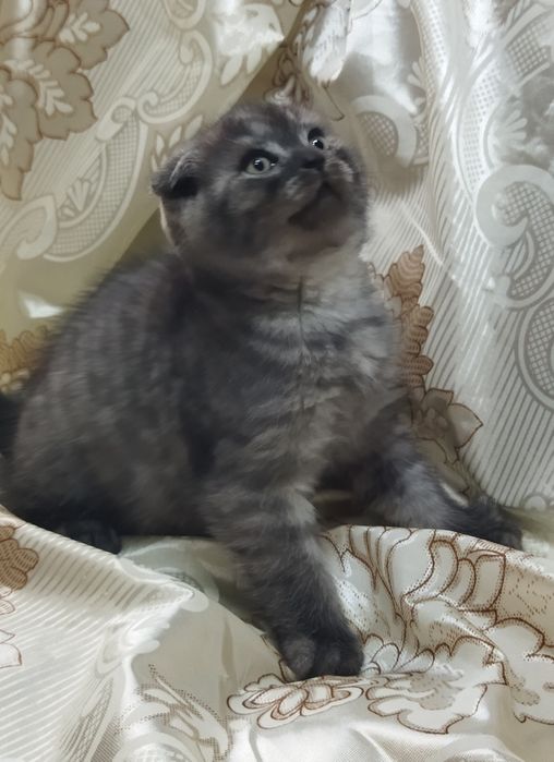 Породистый котенок.