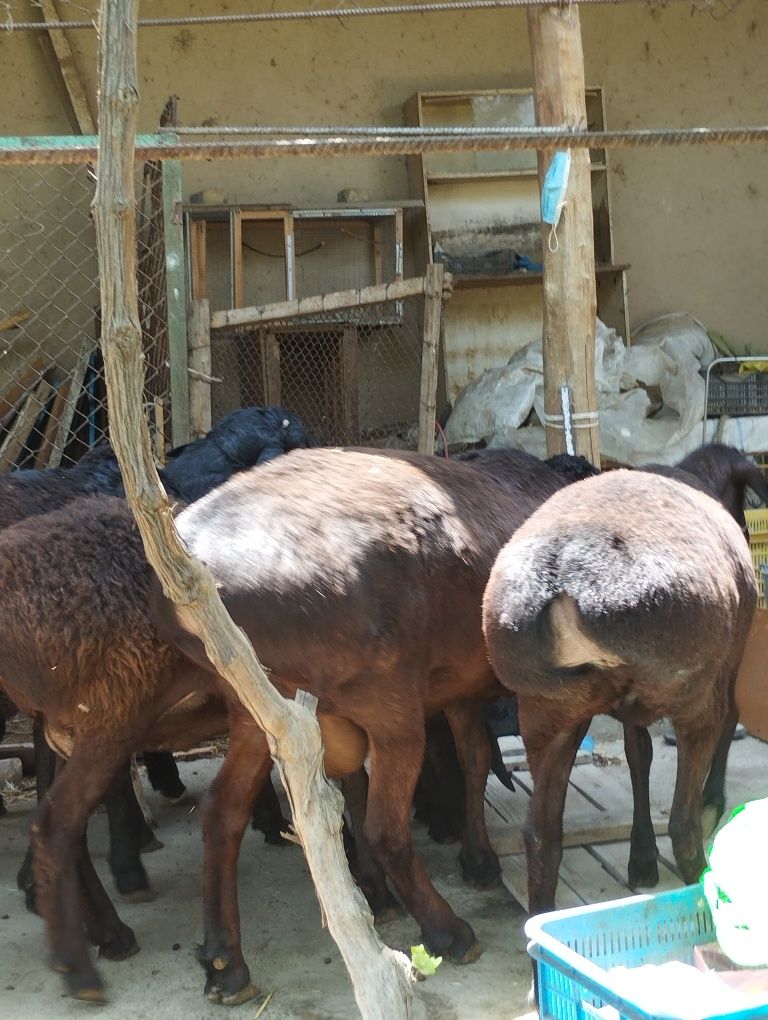 Xisori quylar ena bola aloxida yoki hamasi bir joyda sotaveraman