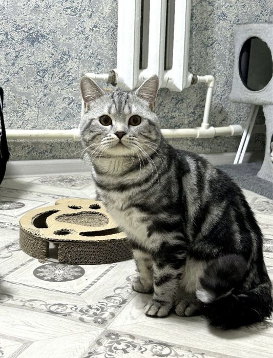 Предлагается на вязку Шотландский прямоухий кот