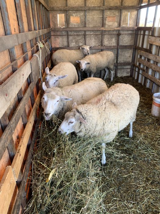 De vanzare oii rasa texal