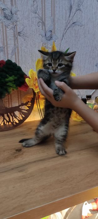 Котята. Ищат любимых хозяев.