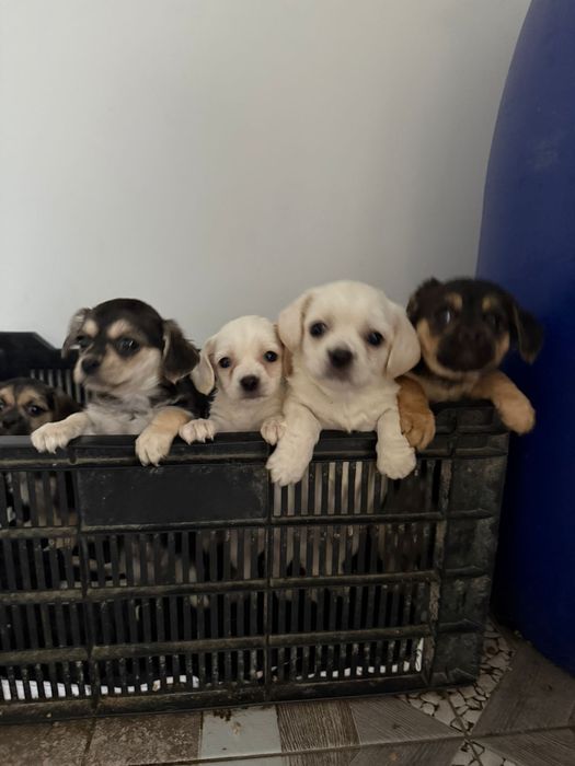 Donez 10 pui pichinezi din doua femele pichineze