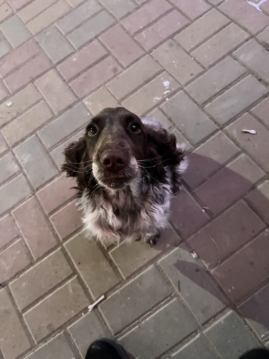 Продам щенка породы  спаниель.