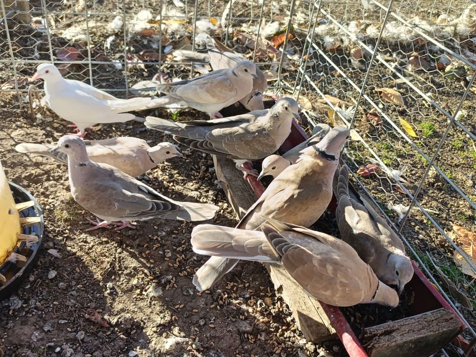 Vând turturele răzătoare