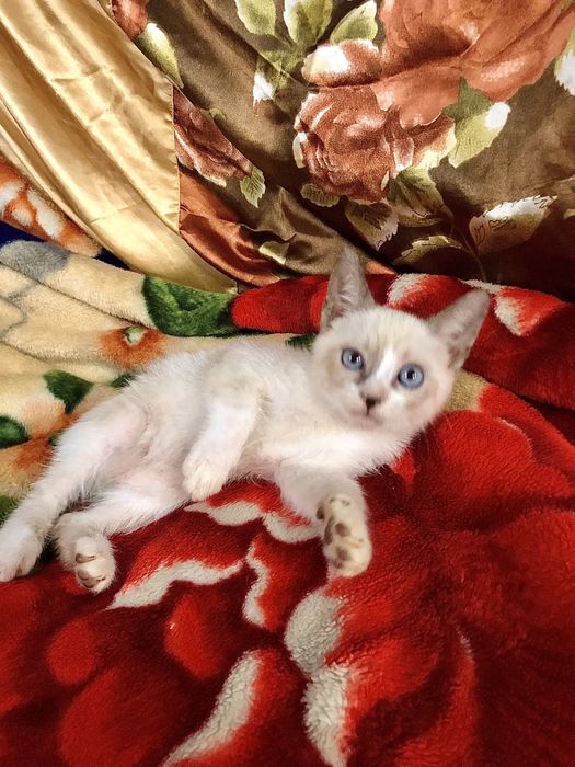 Срочно продаются породистые котята !