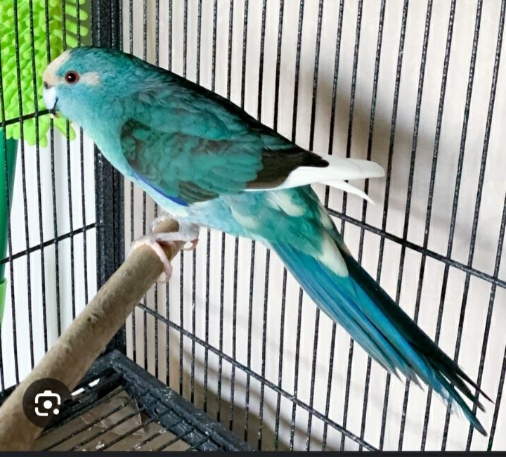 Vând perusi, forpus,kakariki