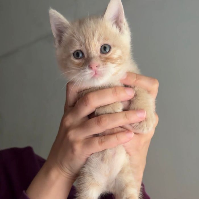 Котята полтора месяца