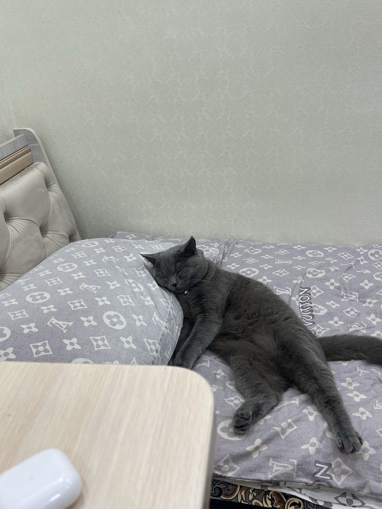 Срочно нужна девочка кошка для вязки скотиш страйт