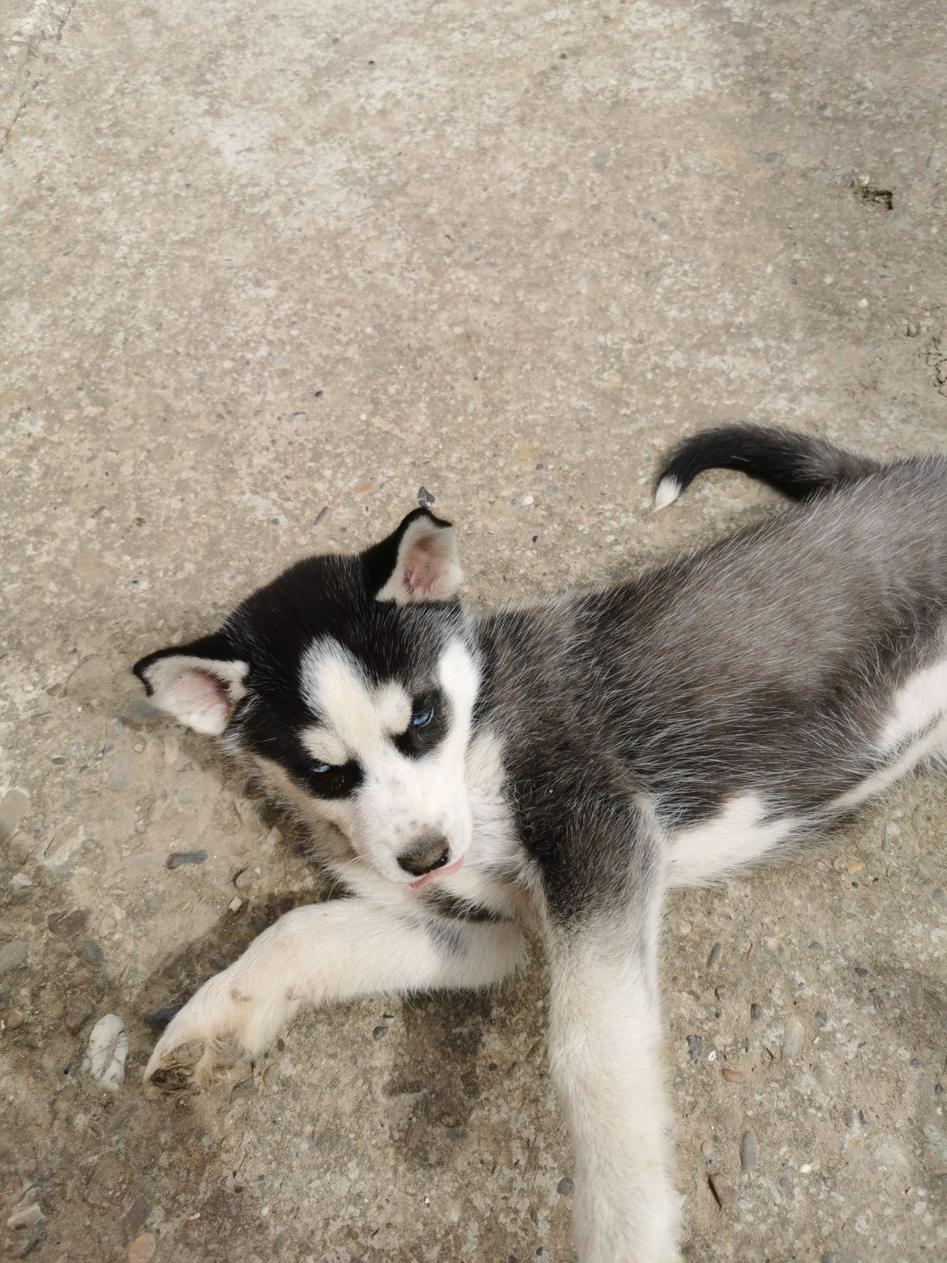 Cățelușa husky cauta stapan