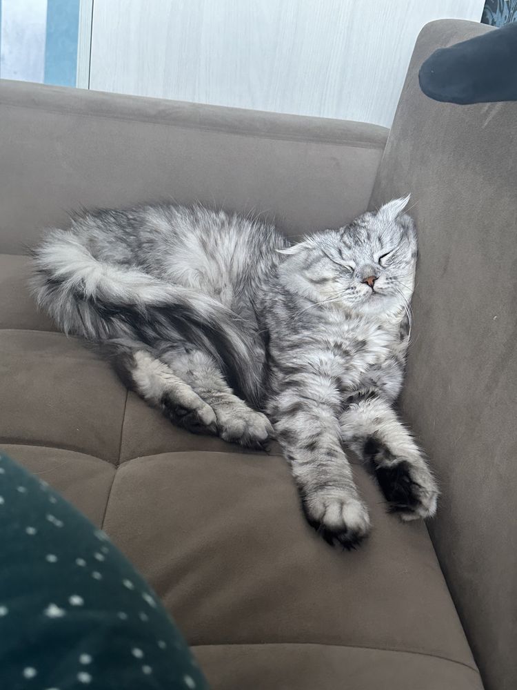Кот породистый!!