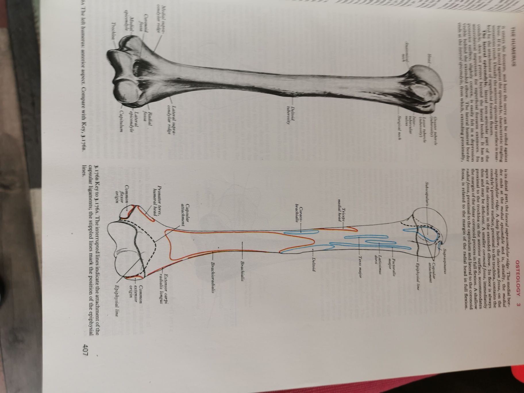 Atlas Anatomie Gray Ed 37